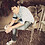 kalyan_singh_rathore